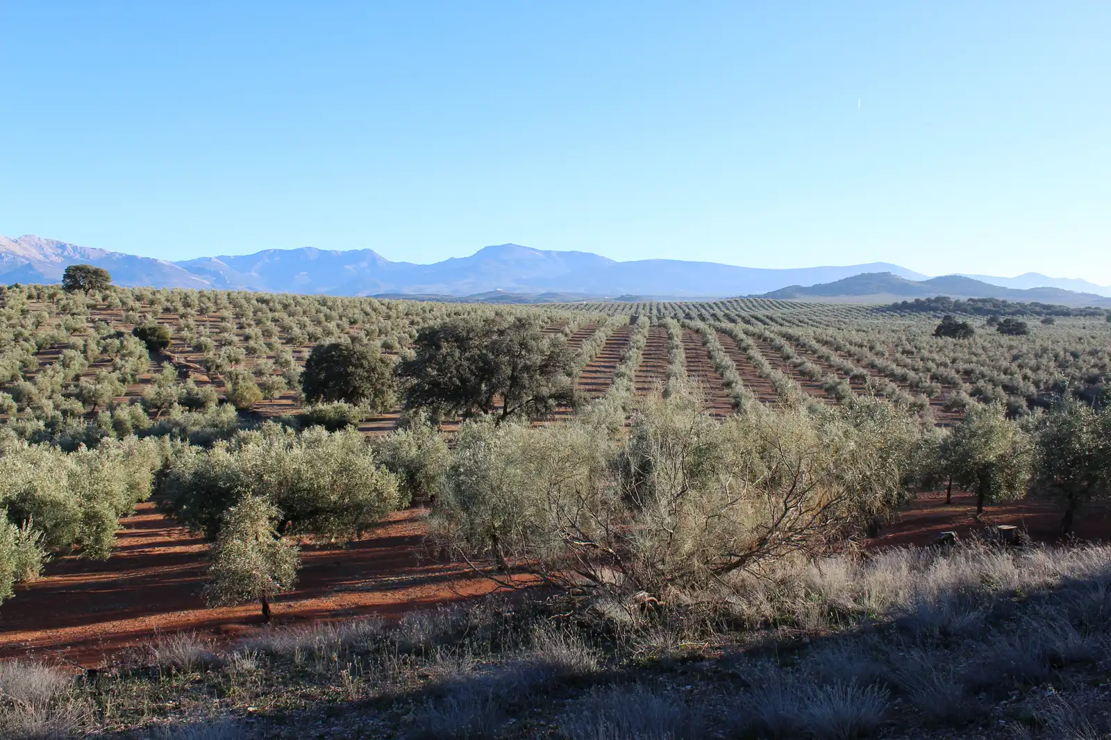 Extensión de olivar en hileras sobre tierra rojiza en la campiña de Jaén, con las sierras de Mágina y Sur al fondo bajo un cielo despejado.