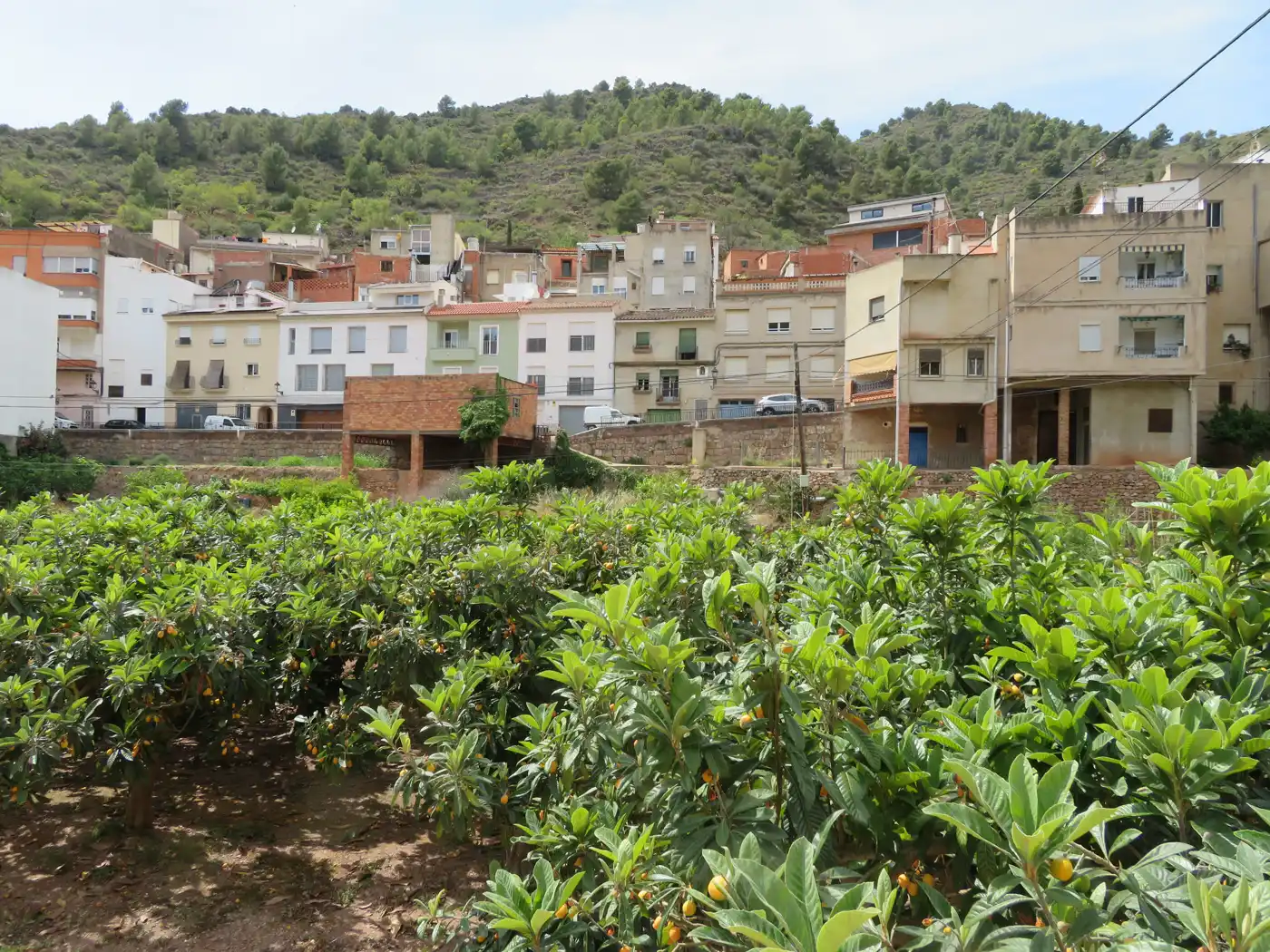 Casas de Alfondeguilla escalonadas al pie de una ladera cubierta de pinar, con un huerto de nísperos en primer plano.