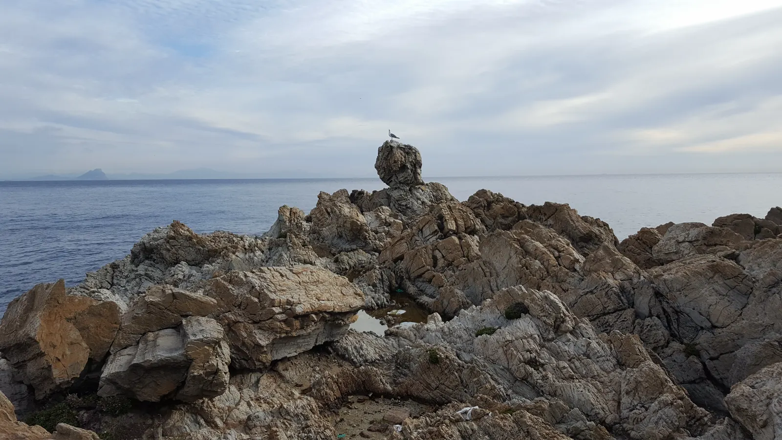 Costa rocosa de Ceuta en Punta de la Cabeza: rocas claras en primer término con una gaviota posada en lo alto, el mar en calma y la costa del Estrecho difuminada en el horizonte bajo nubes altas