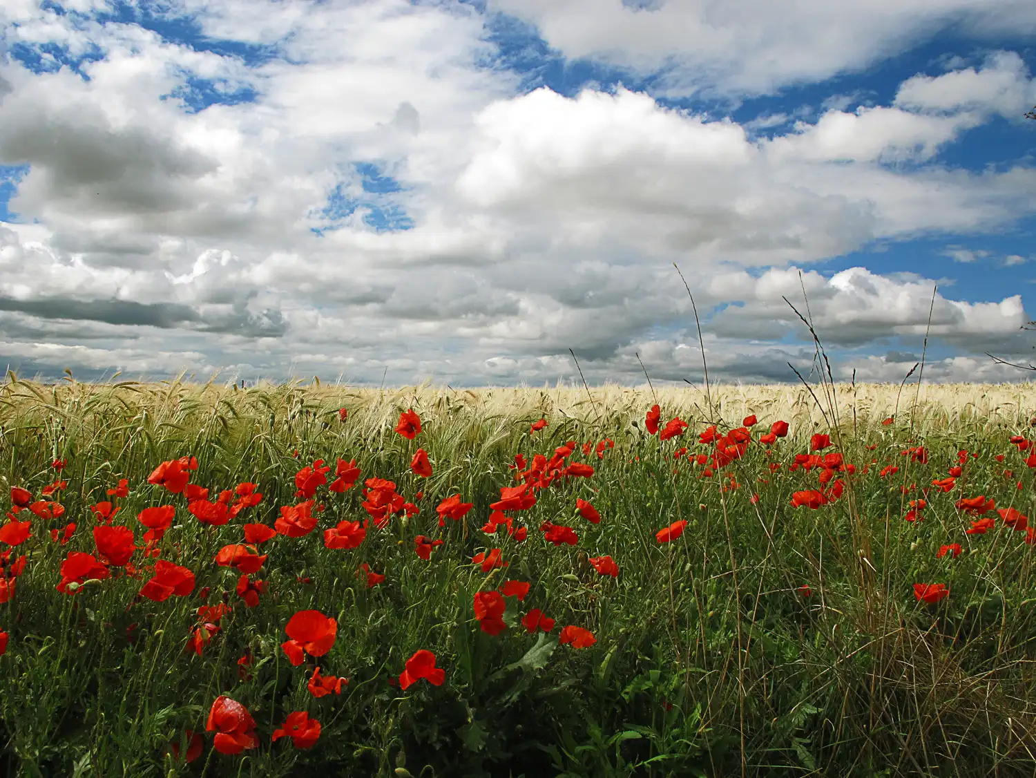 Campo de cereal maduro bajo un cielo de nubes, con amapolas rojas y hierba alta en el primer plano.