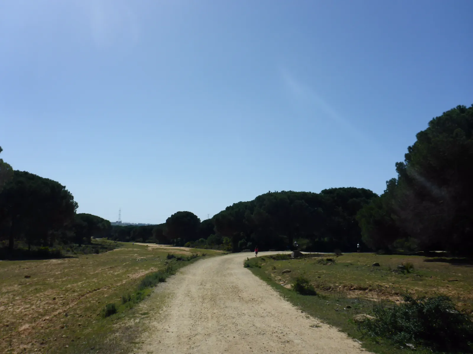Camino de tierra que atraviesa el pinar del Pinar del Rey, en San Roque (Cádiz), entre pinos piñoneros de copa ancha y pastizal seco bajo un cielo despejado; al fondo, a la izquierda, se recorta una torre de alta tensión.