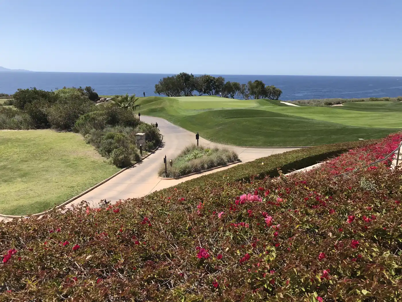 Calle y green de un campo de golf sobre un acantilado, con el océano Pacífico al fondo y un seto de buganvillas en flor en primer plano