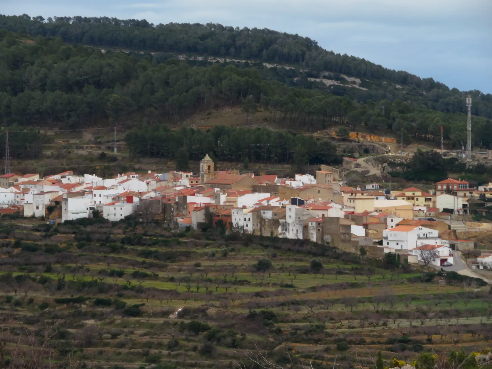 Vista del casco urbano de Sierra Engarcerán: casas blancas de tejado rojo apiñadas en una loma, con el campanario de la iglesia en el centro y, justo detrás, una ladera cubierta de pinar espeso; en primer término, bancales de almendros.