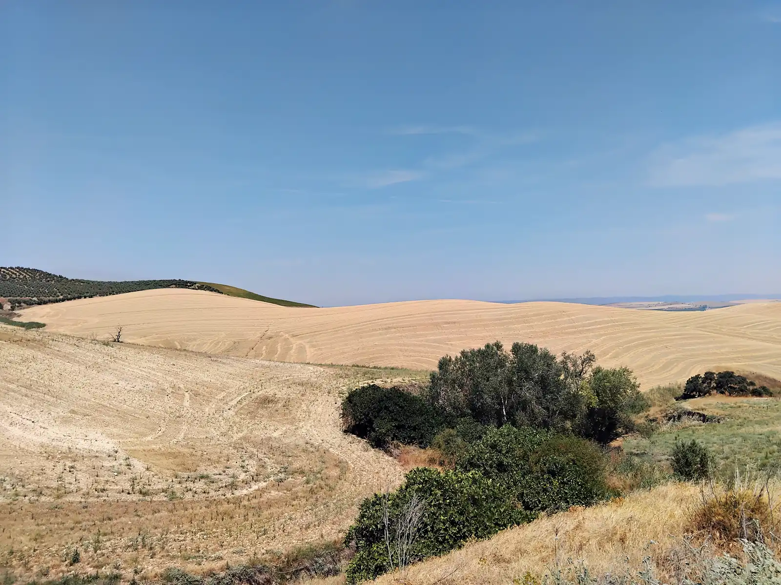 Lomas de rastrojo amarillo ya segado en la campiña de Córdoba bajo un cielo azul sin nubes, con un olivar en la loma de la izquierda y matorral verde en primer término.