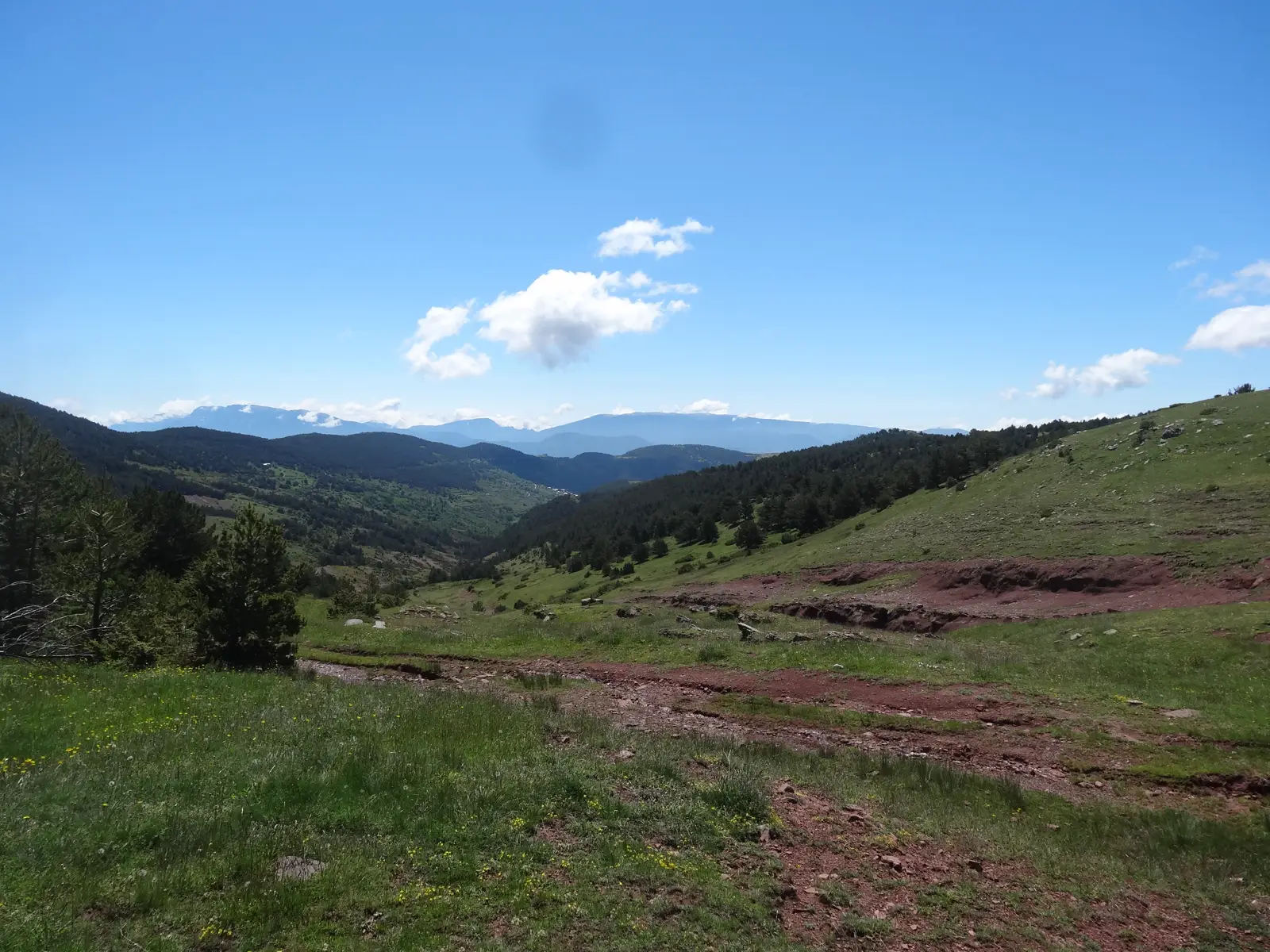 Prados y pinares en la vertiente de un puerto de montaña del Pirineo de Lleida, con cordales boscosos al fondo bajo un cielo azul con algunas nubes blancas.