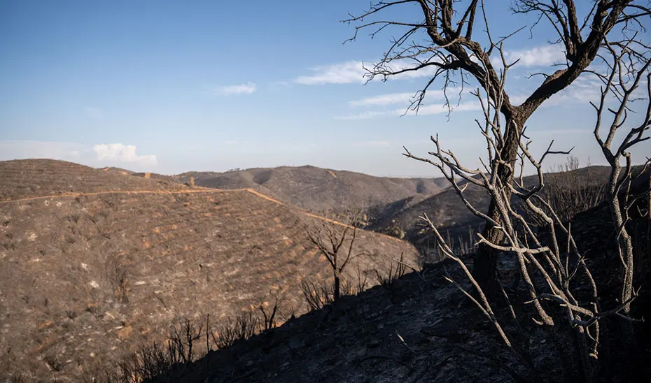 Laderas de monte completamente quemadas, de tonos pardos y grises, con bancales y una pista de tierra que recorre la cresta; en primer plano, a la derecha, un árbol calcinado sin hojas recorta sus ramas contra un cielo azul despejado.