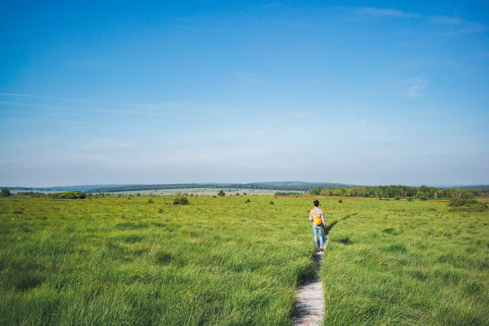 Una persona camina sola por una pasarela de madera que cruza la llanura de hierba alta de la meseta de las Altas Fagnes, con una línea de bosque al fondo bajo un cielo azul despejado.