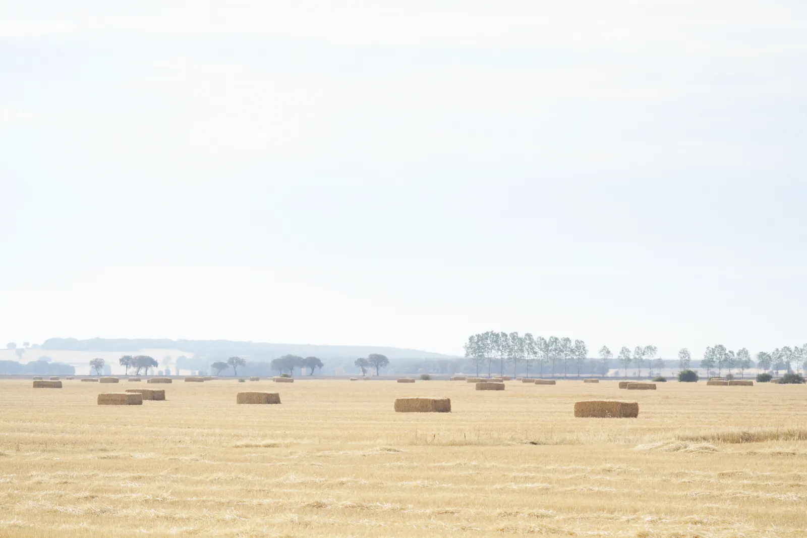 Campo de cereal ya segado, con el rastrojo amarillo cubriendo todo el primer plano y una veintena de pacas rectangulares de paja repartidas por él; al fondo, una hilera de árboles y una loma bajo un cielo blanquecino.
