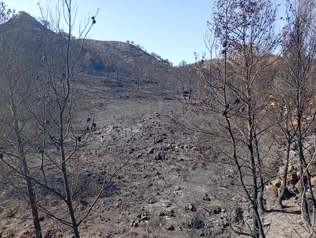 Ladera quemada en la zona de Los Pinos, en Bédar (Almería): pinos carbonizados y sin hojas en primer plano, suelo cubierto de ceniza y piedras ennegrecidas, y montes calcinados al fondo bajo un cielo azul.